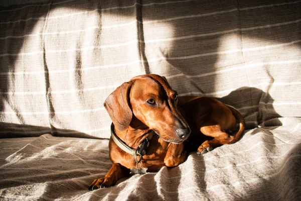 Brown Abreviado Dachshund Cão Banhos Sol Sofá Prestando Atenção — Fotografia de Stock