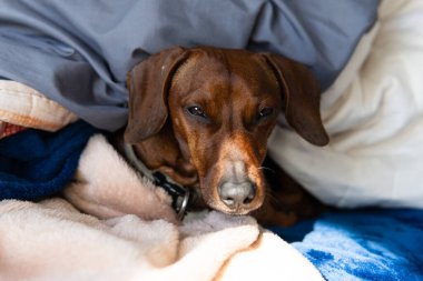 Dachshund Teckel battaniye ve çarşafların arasında uyanıyor.