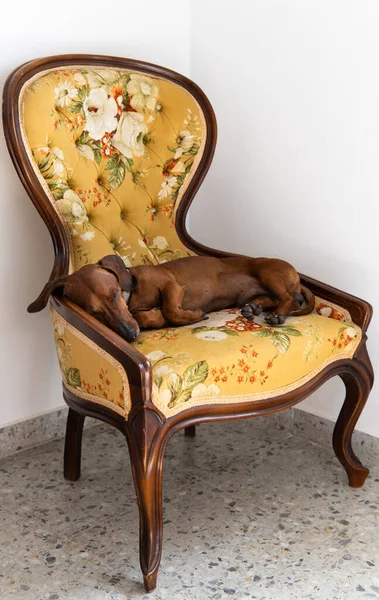 Dachshund Teckel Sleeping Curled Antique Floral Sofa Corner Room — Stock Photo, Image