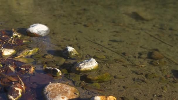 Close Van Het Serene Wateroppervlak Met Stenen Bladeren Aan Rivier — Stockvideo