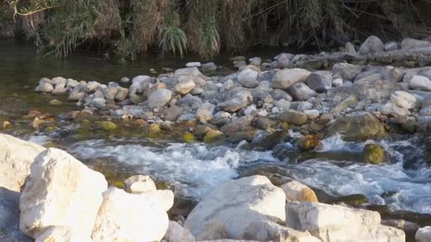 Cena Rio Rochosa Com Água Corrente Vegetação Exuberante Nas Margens — Vídeo de Stock