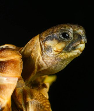 Küçük kaplumbağa siyah arka planda, hayvan koruma ve çevre araştırma projesi için.