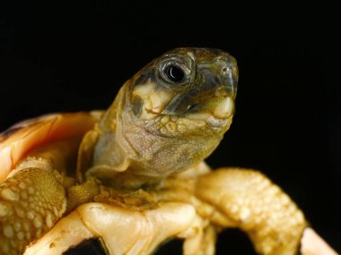 Küçük kaplumbağa siyah arka planda, hayvan koruma ve çevre araştırma projesi için.