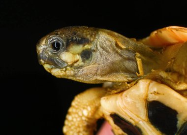 Küçük kaplumbağa siyah arka planda, hayvan koruma ve çevre araştırma projesi için.