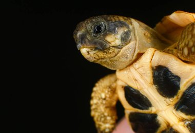 Küçük kaplumbağa siyah arka planda, hayvan koruma ve çevre araştırma projesi için.