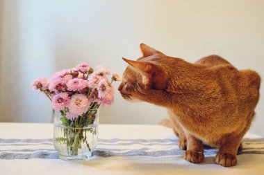 Kedi pembe çiçekleri kokluyor.