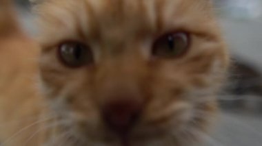 Red cat goes to the camera. High quality FullHD footage