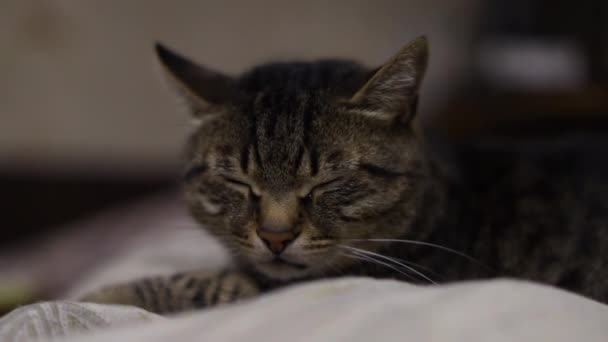 Kot Który Płacze Wysokiej Jakości Materiał Filmowy Fullhd — Wideo stockowe