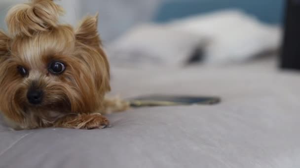 Cãozinho Lindo Com Mentiras Cama Está Entediado Imagens Fullhd Alta — Vídeo de Stock