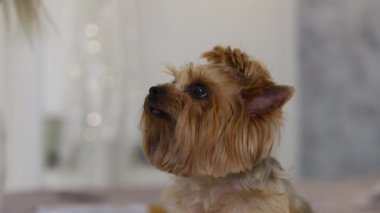 Güzel küçük köpek kameraya bakıyor. Yüksek kaliteli FullHD görüntüler