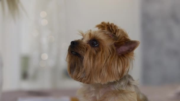 美しい小さな犬がカメラを見ている 高品質のフルHd映像 — ストック動画