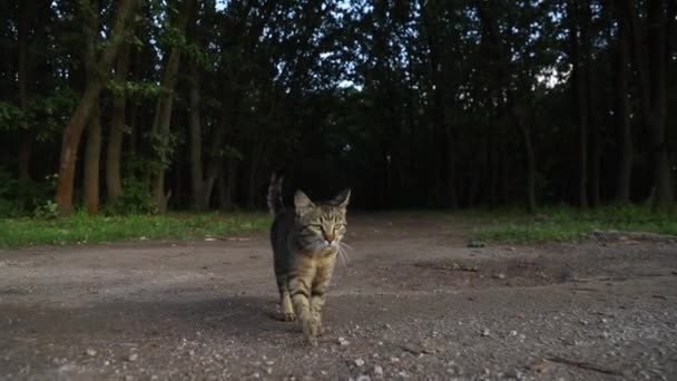 Kot Idzie Trawie Kierunku Kamery Wysokiej Jakości Materiał Filmowy Fullhd — Wideo stockowe