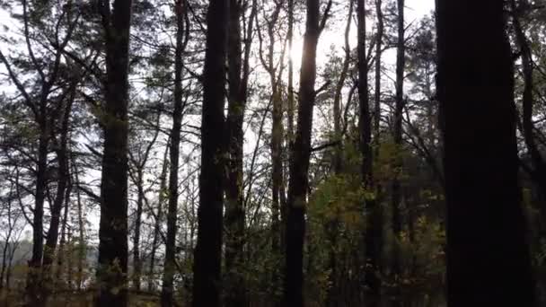 Soleil Dans Une Forêt Noire Effrayante Vue Depuis Drone Images — Video