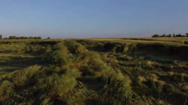 İHA uzun çim tarlasında hızla uçuyor. Yüksek kalite 4k görüntü