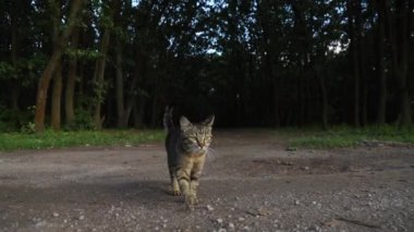 Kedi çimlerin üzerinde kameraya doğru yürüyor. Yüksek kaliteli FullHD görüntüler