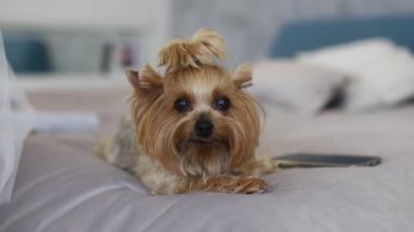 Kameraya poz veren küçük güzel bir köpek. Yüksek kaliteli FullHD görüntüler