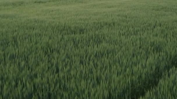 Κηφήνας Που Πετά Πάνω Από Χωράφι Πράσινο Σιτάρι Υψηλής Ποιότητας — Αρχείο Βίντεο
