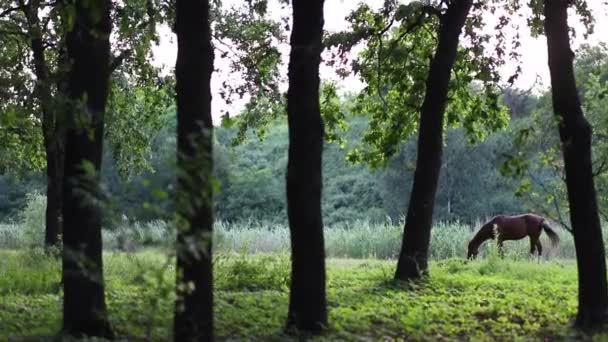 木の間の草地に馬が放牧されている 高品質のフルHd映像 — ストック動画