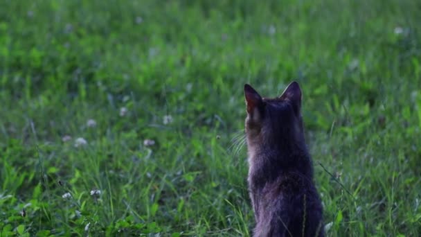 Katten Sitter Gräset Högkvalitativ Fullhd Film — Stockvideo