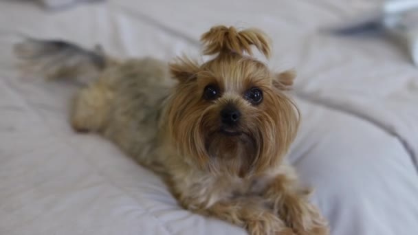 Bonito Cãozinho Feliz Acenando Sua Cauda Imagens Fullhd Alta Qualidade — Vídeo de Stock