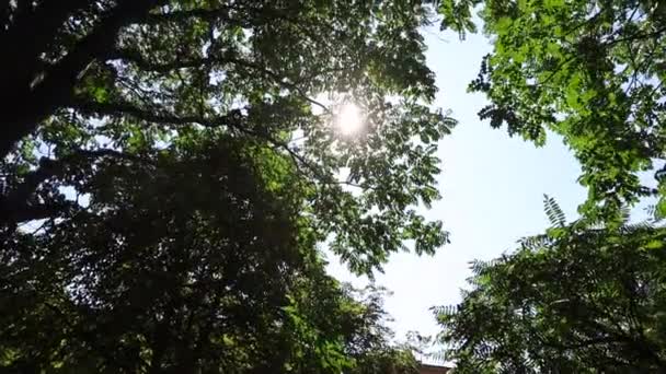 태양은 나무의 통해서 빛난다 고품질 Fullhd 로열티 프리 스톡 비디오