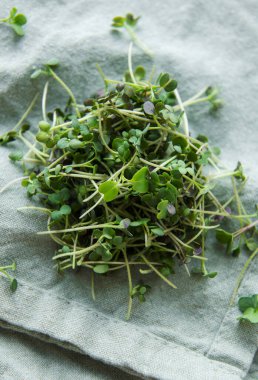 Tekstil zemininde taze organik turp mikro yeşil