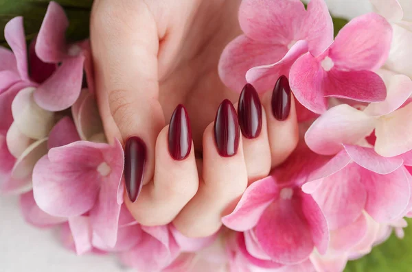 Piękne Dłonie Młodej Kobiety Ciemnoczerwonym Manicure Paznokciach Dłonie Kobiety Trzymającej — Zdjęcie stockowe