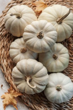 Şükran Günü ya da gri beton arka planda balkabakları olan düz yatak. Sonbahar sonbahar konsepti. Tatil dekorasyonu. 