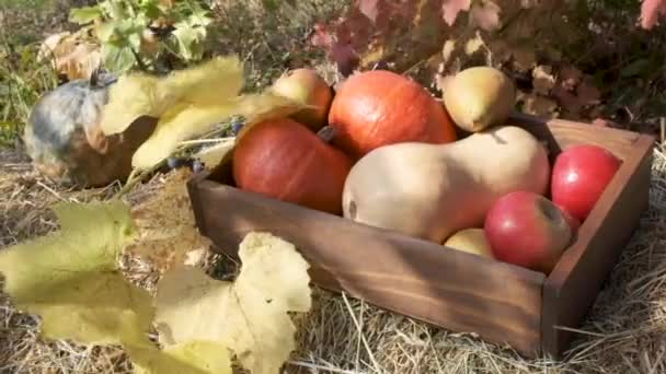 Orangene Kürbisse Einer Holzkiste Auf Einem Heuhaufen Die Blätter Wiegen — Stockvideo