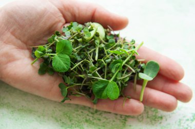 Yeşil ahşap üzerinde taze filizler, üst manzara. Taze yeşillikler. Evde mikro yeşiller yetişiyor..