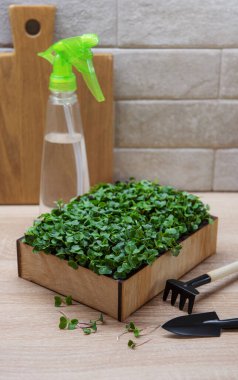 Taze yeşillikler. Kutuda turp mikroyeşili filizleri