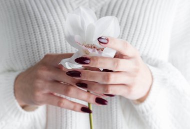 Beautiful hands of a young woman with dark red manicure on nails. Orchid flower in a girl's hands clipart