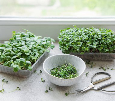 Assortment of micro greens on table. Healthy food