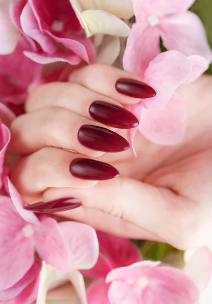 Piękne Dłonie Młodej Kobiety Ciemnoczerwonym Manicure Paznokciach Dłonie Kobiety Trzymającej — Zdjęcie stockowe