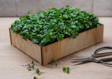 Taze yeşillikler. Kutuda turp mikroyeşili filizleri