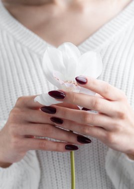 Tırnaklarında koyu kırmızı manikür olan genç bir kadının güzel elleri. Bir kızın ellerinde orkide çiçeği