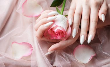 Tırnaklarında beyaz manikür olan genç bir kadının güzel elleri. Pembe tül arka plan. Güzel pembe gül ellerinde