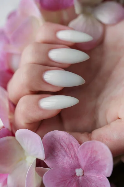 漂亮的手一个年轻的女人与白色指甲修指甲 手牵着水仙花的女性 — 图库照片
