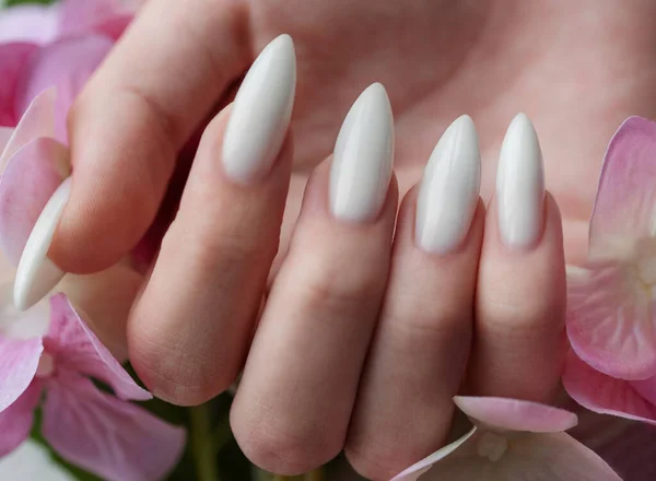 Piękne Dłonie Młodej Kobiety Białym Manicure Paznokciach Dłonie Kobiety Trzymającej — Zdjęcie stockowe