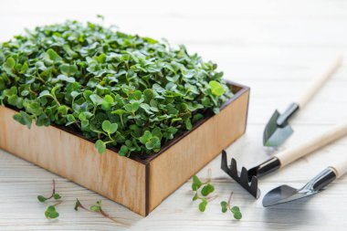 Taze yeşillikler. Kutuda turp mikroyeşili filizleri