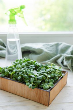 Mikroçicek ayçiçeği. Evde yeşillik yetişiyor..