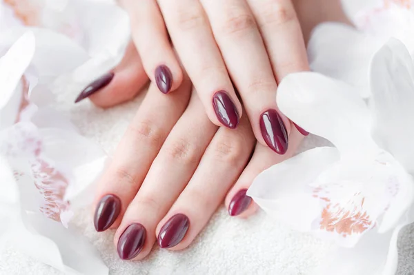 Prachtige Handen Van Een Jonge Vrouw Met Donkerrode Manicure Nagels — Stockfoto