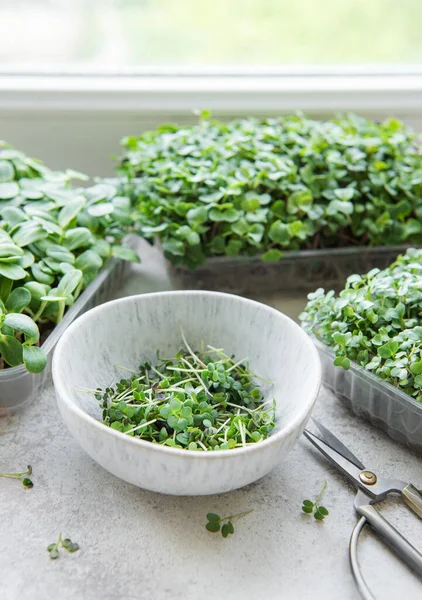 Assortment Micro Greens Table Healthy Food — Stock Photo, Image