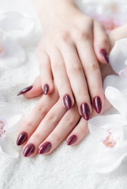 Tırnaklarında koyu kırmızı manikür olan genç bir kadının güzel elleri. Manikürcüde havlunun üzerindeki kadın elleri ve beyaz orkideler.