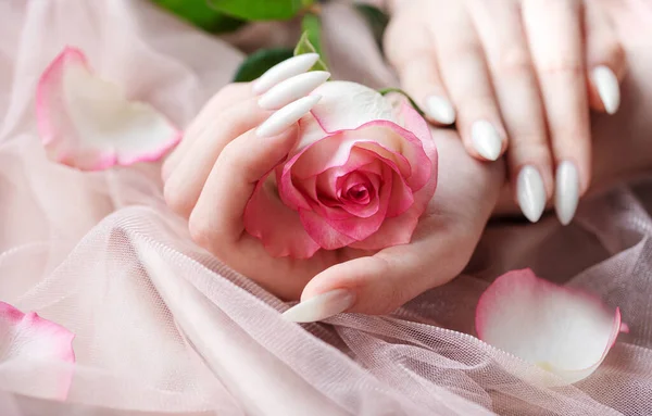 漂亮的手一个年轻的女人与白色指甲修指甲 粉色郁金香背景 漂亮的粉红玫瑰在手 — 图库照片