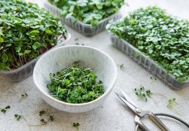 Assortment of micro greens on table. Healthy food