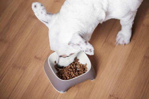 A white dog eats dry food from a bowl. Healthy food for dogs.