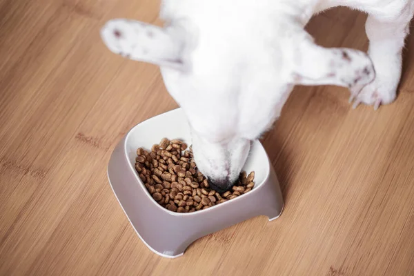 A white dog eats dry food from a bowl. Healthy food for dogs.