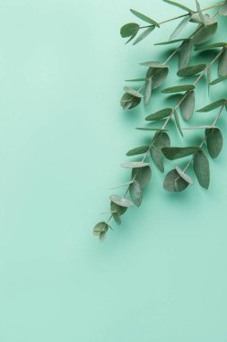Eucalyptus branches on a gentle green background. Natural background