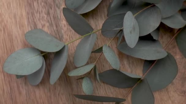 Feuilles Vertes Eucalyptus Sur Une Table Tournante Bois Cosmétiques Naturels — Video